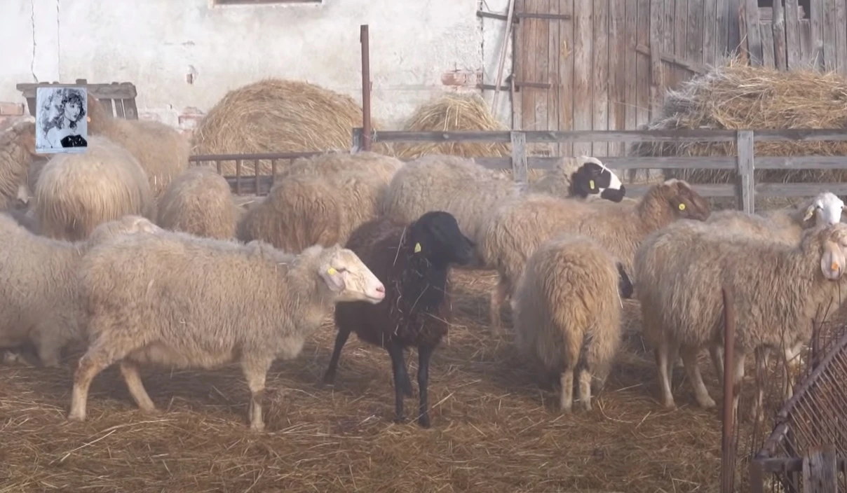 Европейската прокуратура започна да разследва “виртуалните овце” в България. Тя
