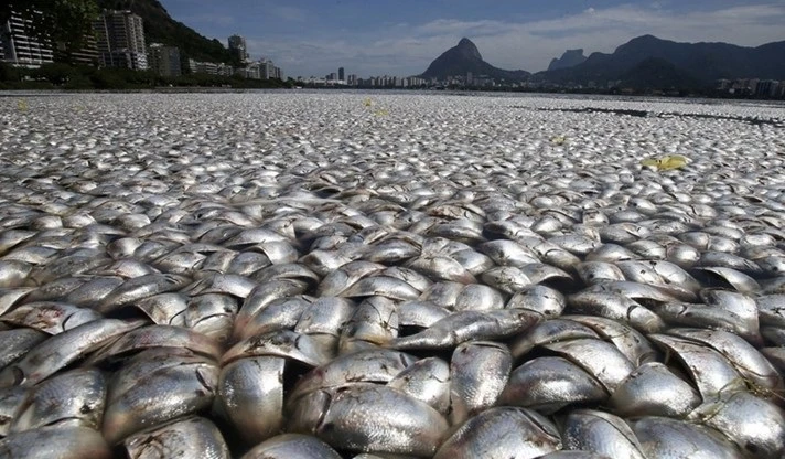 20 тона мъртва риба е извадена досега от язовир “Засмяно”