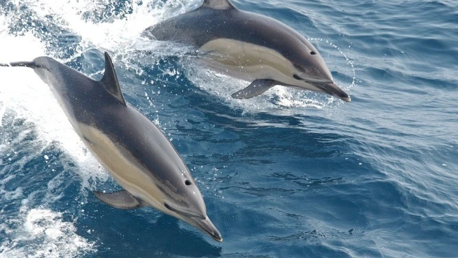 Два мъртви делфина са открити в контейнер в Бургас, предаде