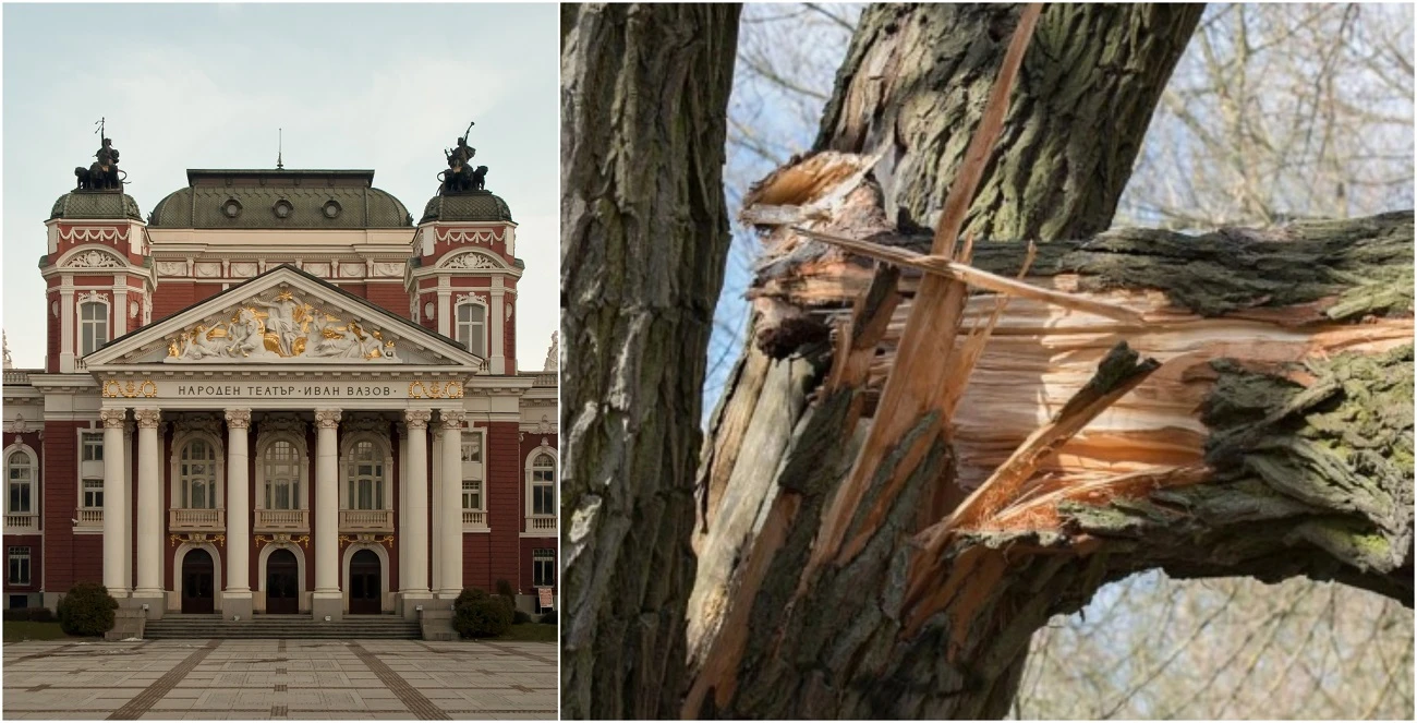 Дърво падна пред Народния театър Иван Вазов в София. 17-годишно