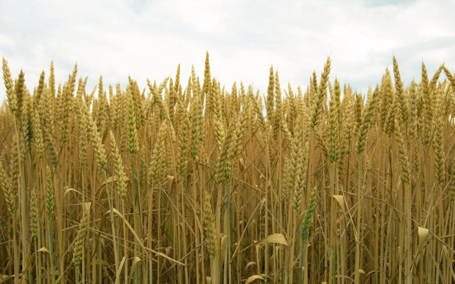 Нашата държава няма нужда да внася украинско зърно.Това заяви Илия