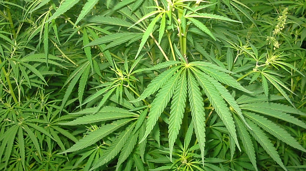 50 кг марихуана в товарен автомобил откриха при съвместна проверка