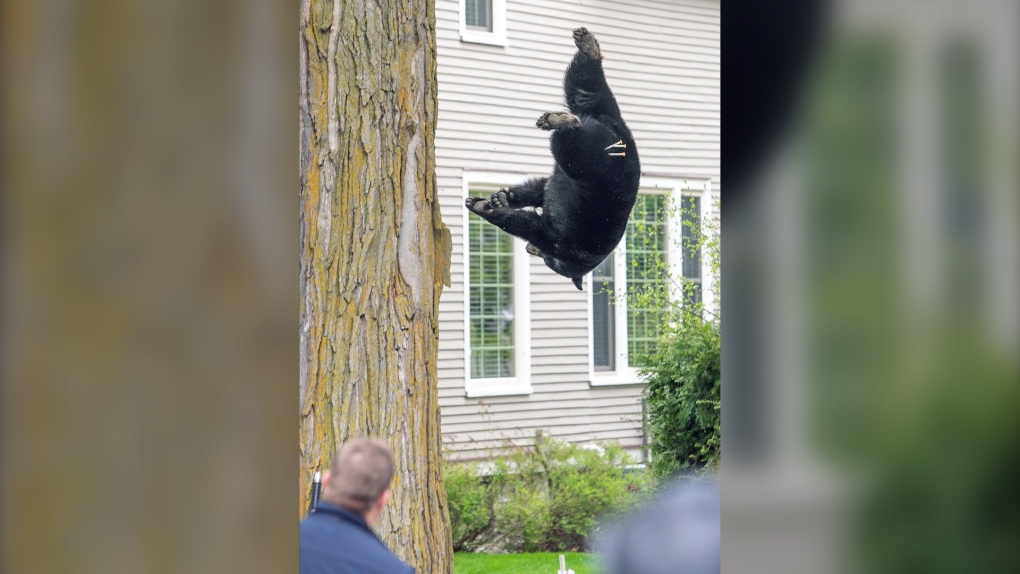 160-килограмово мече се качи на дърво, което предизвика напрежение сред