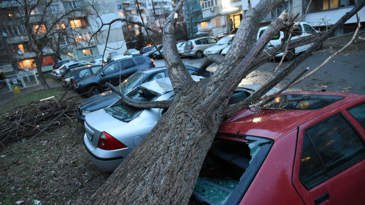Дърво се стовари върху коли в Русе, съобщиха от полицията.На