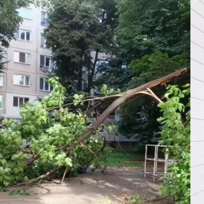 Огромно дърво падна върху детска площадка в столичния квартал „Хаджи