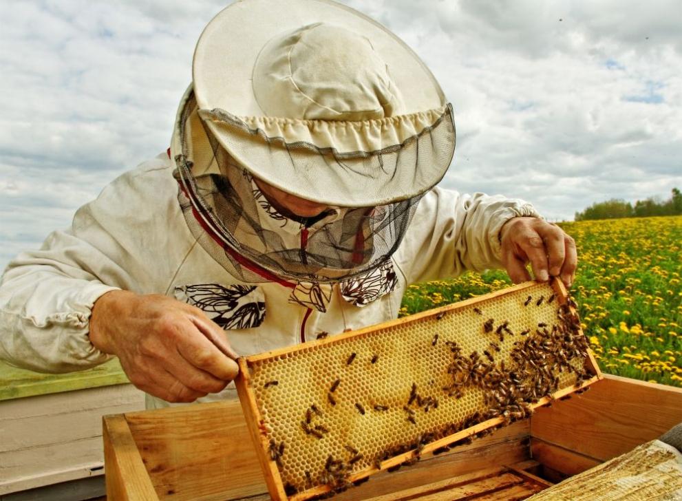 Пчеларите са на протест пред Министерство на земеделието. Те заявяват,