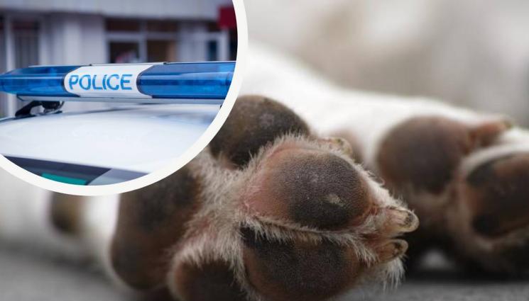 Пиян мъж уби куче с вила в Монтанско. В Полицията