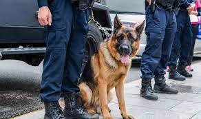 Пеши патрули, с десет следови кучета, вече охраняват обществения ред