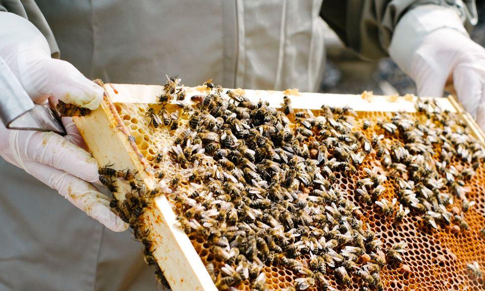 Държавен фонд „Земеделие“ (ДФЗ) ще предоставя кредити на пчеларите за