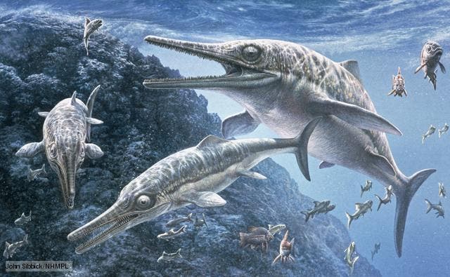 Британски палеонтолози откриха нов вид ихтиозавър. Това съобщава списание Plos