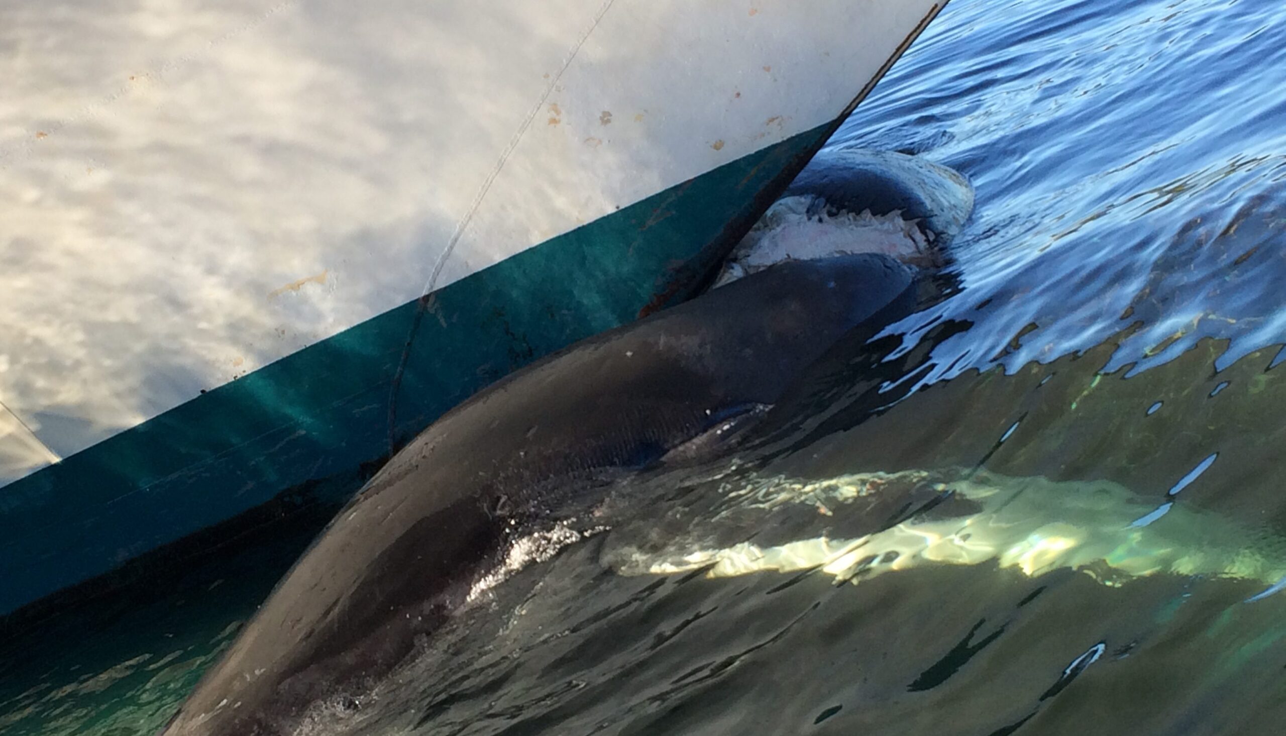 Китът, идентифициран като застрашен сей кит, е бил уловен на