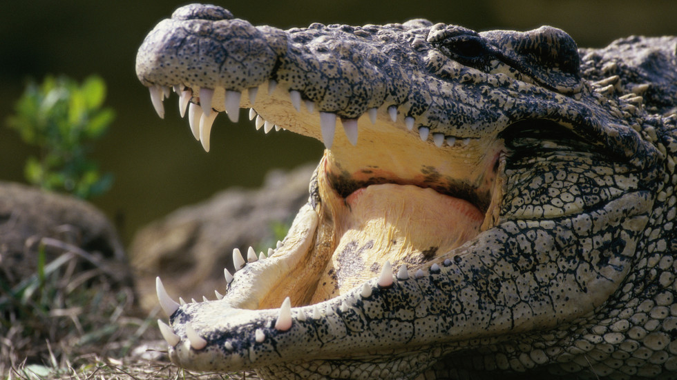 12-годишно дете е било убито от крокодил, след като влязло