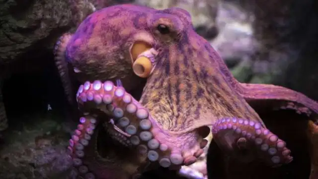 Октоподите идват от космоса твърдят група учени публикували статията Причината