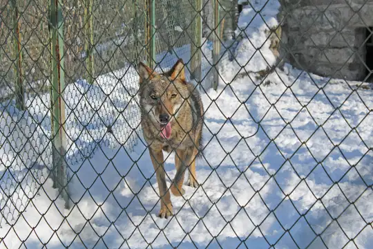Заловиха избягалия вълк от хасковския зоопарк Междувременно стана ясно че преди