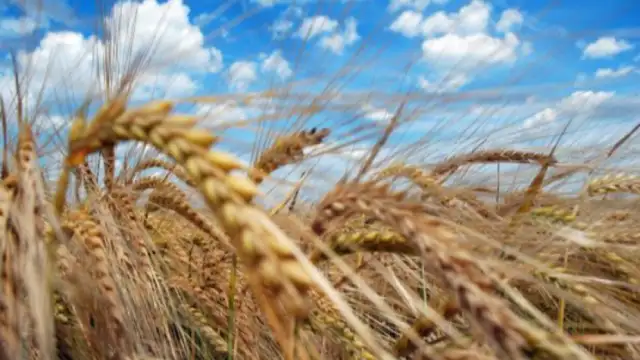 Правителството обяви че ще изкупи милион и половина тона зърно