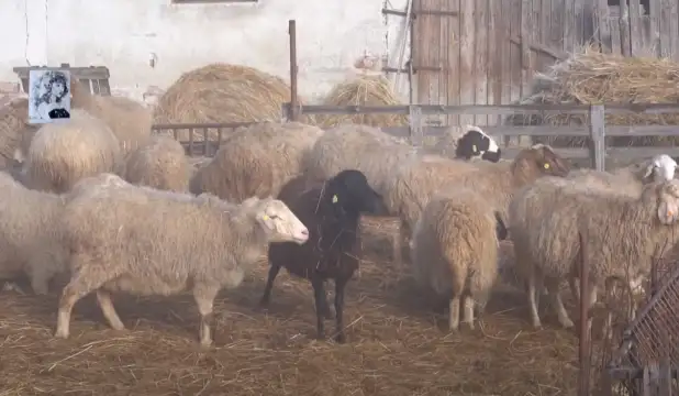 Европейската прокуратура започна да разследва виртуалните овце в България Тя