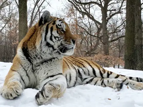 Путин 12 годишен амурски тигър в зоопарка в Минесота почина по