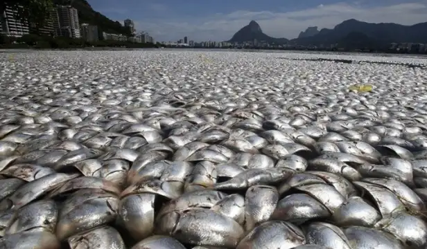 20 тона мъртва риба е извадена досега от язовир Засмяно