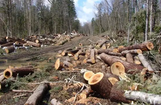 Инспектори от държавните горски предприятия и Изпълнителната агенция по горите