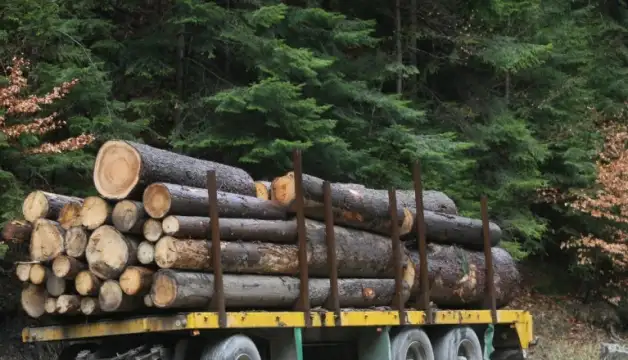 Повече от 4200 инспекции извършиха инспектори от държавните горски предприятия