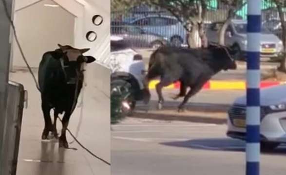 Разярен бик нахлу в местна банка в Израел Необичайната сцена се