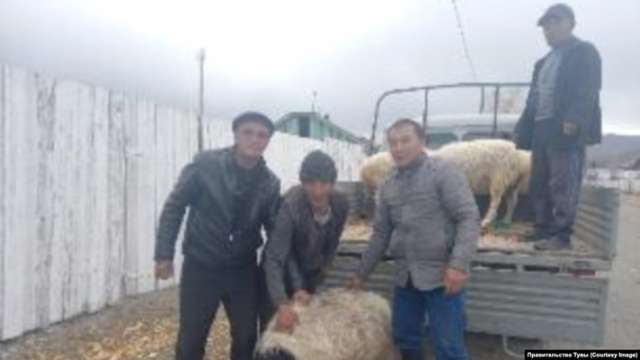 Властите на Тува раздават овце на семействата на жителите на