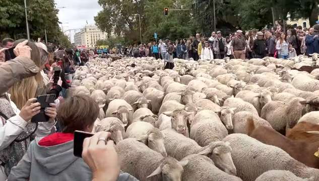 На прага на зимата традиционно хиляди овце преминаха по улиците