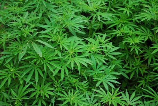 Полицейски служители разкриха оранжерия за отглеждане на марихуана в тетевенското