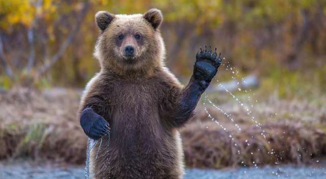 Четири сигнала за нападения от мечки е получила през декември