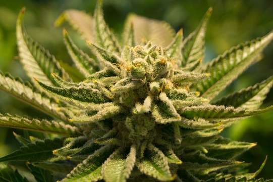Две оранжерии за отглеждане на марихуана са разкрити от полицията
