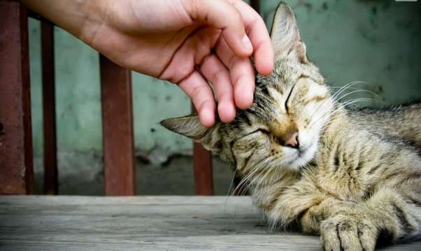 Арест в Бургас след жестокост към животни Във Facebook се