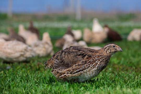 Огнище на заболяването инфлуенца грип по птиците е установено в
