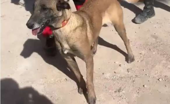 Турските социални медии публикуваха видео с българското куче Кира което