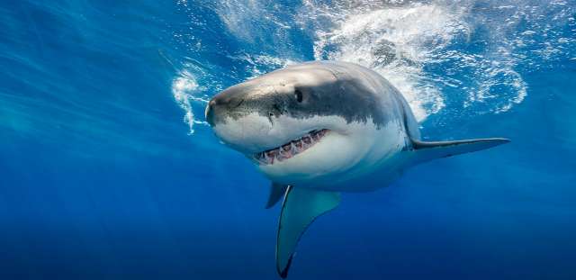 Акула уби 59 годишен австралийски турист близо до пренаселен плаж във