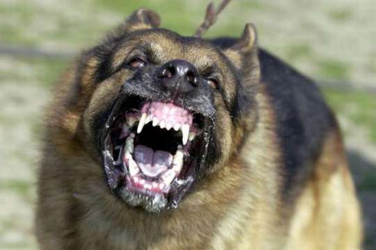 Глутница кучета убиха жена в град Долна Оряховица Разбирам гнева на