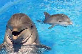 Около 41 делфина бяха заседнали по тихоокеанските брегове на Япония