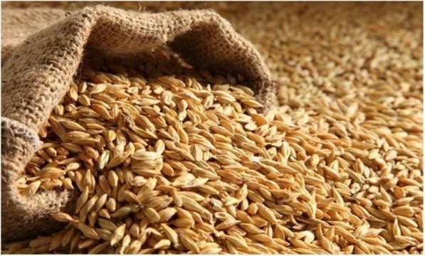 Европейската комисия смята въведените от Унгария и Полша едностранни забрани за зърно