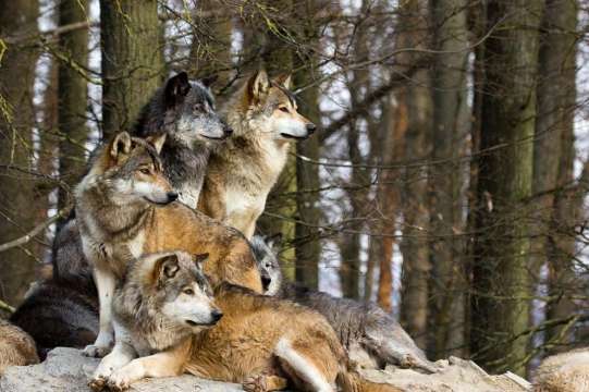 Вълци нападат стадата с животни на хората от кърджалийското село