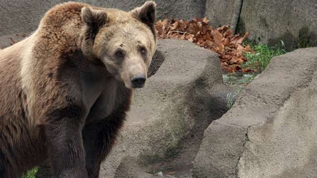 Екип на WWF търси спешно проблемна мечка в село Антон