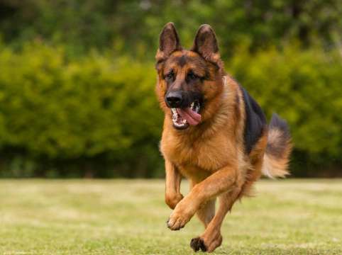 Проведе се първи национален конкурс за немско овчарско куче Над