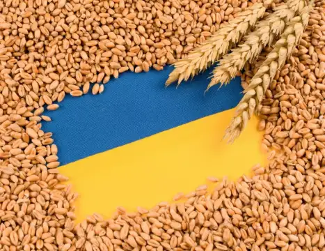 С три месеца се удължава забраната за внос на пшеница