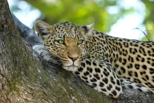 Леопард избяга от зоологическата градина в Стара Загора което е