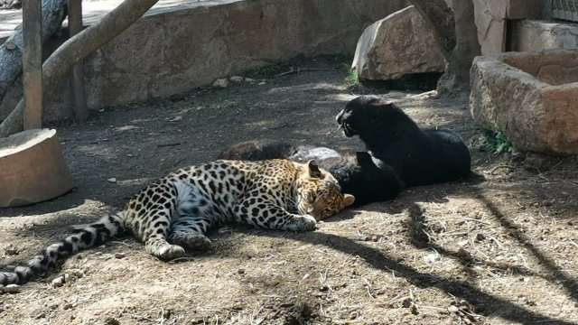 Вчера леопард избяга от клетката си в старозагорския зоопарк заради