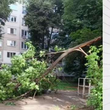 Огромно дърво падна върху детска площадка в столичния квартал Хаджи
