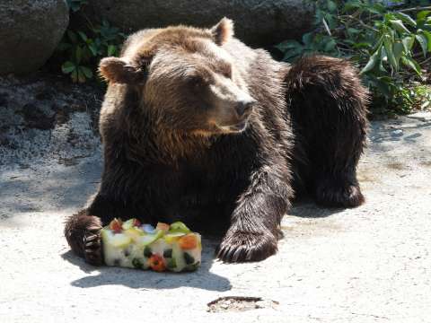 Софийският зоопарк разхлажда животните със сладоледени торти с плодове вода