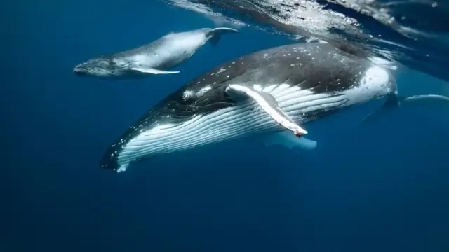 Умряха повече от 50 кита след като са заседнали край