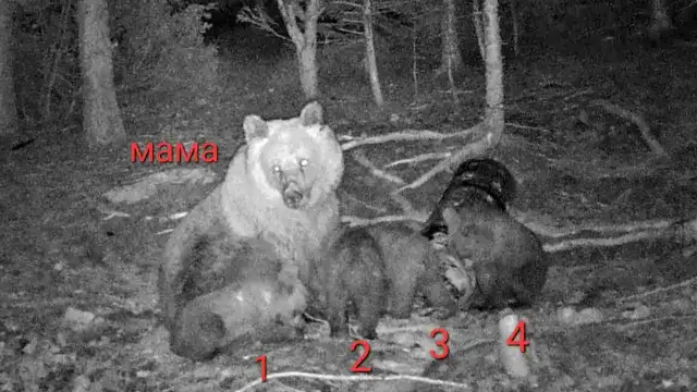Кафява мечка роди четири мечета в гората край Чепеларе От