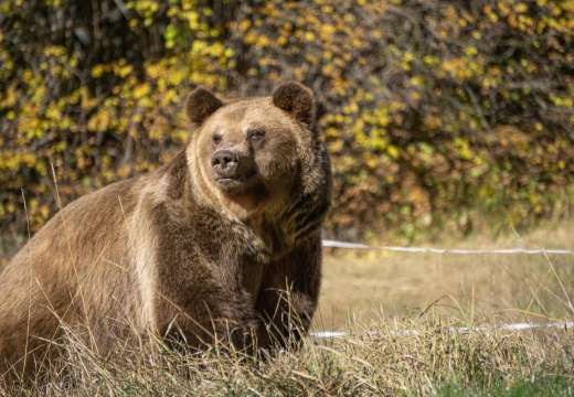 Спешни мерки срещу нашествие на мечки в Ловешко поискаха жители