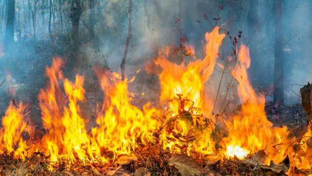 Причината за пожара край Пловдив е комбайн съобщиха от пожарната