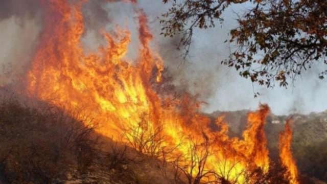 Около 6000 дка смесена гора е засегната от пожара в